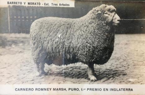 Carnero de lana gruesa. Para uso en colchones, frazadas y alfombras, antes de que llegaran los sintéticos.